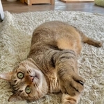 ひょうきんな一面も＝Happy Tabby Room提供