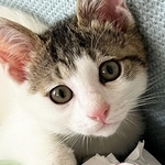 里親さんと遊ぶことが大好きなオス猫のシロ