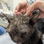 治療を受けるサクちゃん＝わんにゃんレスキューはぴねす提供