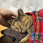 温かい毛布にくるまって眠るメルモちゃん（画像提供：おたむさん）