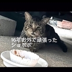 16年お外で頑張った元野良猫。ついに家猫に！（patapataokanさんさん提供、Instagramよりキャプチャ撮影）