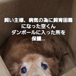段ボールに入れられて、「アニマルレスキューMiki Japan」に引き渡されたダックス犬（北村さん提供、Instagramよりキャプチャ撮影）