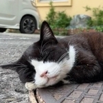 熟睡に落ちる猫さんの動画が話題に（「にゃんたまチャンネル」さん提供、Xよりキャプチャ撮影）一部トリミング