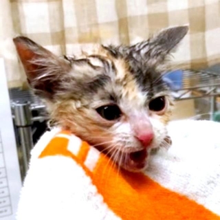 保護当時のモチちゃん（画像提供：保護猫ハルとモチさん）