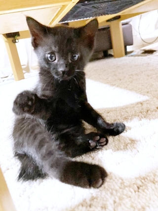 子猫時代、ちょこんとおすわりしてくつろぐまつちゃん（画像提供：とびまつさん）