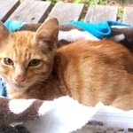 庭に現れたころのちゃちゃおくん（画像提供：おすよさん）