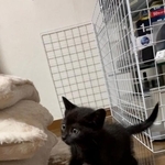お迎え当初、まだ子猫だったうにちゃん（画像提供：うおおおさん）