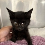 保護された左目のない子猫（大師前どうぶつ病院さん提供）