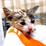 保護当時のモチちゃん（画像提供：保護猫ハルとモチさん）