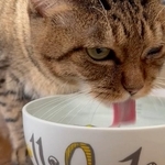 ウォーターボウルで水を飲む愛猫・れあ（田口さん提供）