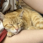 家族ができて、お兄ちゃんの膝で安心して眠るフランくん