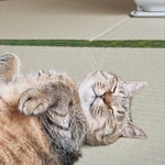 無邪気な寝顔（画像提供：まるぴ と ねこズさん）