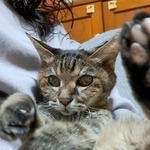 麦わら猫のはるちゃん