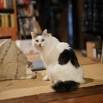 ハチ。弟のサクがいなくなって甘えん坊に