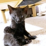 子猫時代、ちょこんとおすわりしてくつろぐまつちゃん（画像提供：とびまつさん）