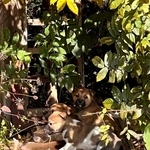廃墟の入口に子犬たちの姿が…ボランティアの捕獲作戦！（まゆさん提供）
