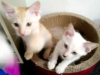 お迎え前、ゆづくん（左）と妹猫（右）。妹猫も里親さんの元へ旅立ちました（画像提供：高梨ゆづさん）