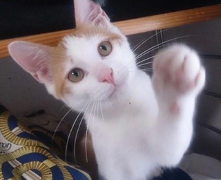 子猫時代、あどけない表情がキュートなチャコちゃん（画像提供：チャコママさん）