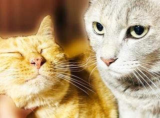 関西エリアの緑に囲まれたお家に現れた茶々（左）とコタツ（右）