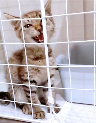 子猫時代、ケージの中でニャアと鳴く神威ちゃん（画像提供：かむいにゃんさん）