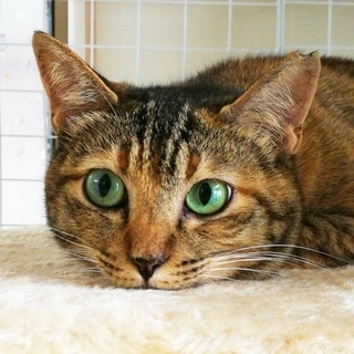 グリーンの瞳が素敵なしまちゃん（画像提供：hanaさん）