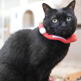 「会いにきてにゃ！」