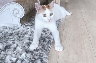 愛猫の模様について「残念」と言われたことがあるとつぶやいた飼い主の投稿がXで話題に（飼い主の「菅田ホタテ」さん提供）