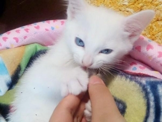 子猫時代、小さく愛らしいカレンちゃん（画像提供：チャコママさん）