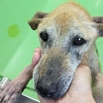人間を前にまっすぐな瞳で何かを訴えるシニア犬、ムネちゃん