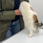 たすけて～（「猫は液体」さん提供、Xよりキャプチャ撮影）