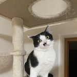 お鼻の模様も愛くるしい、おせろくん