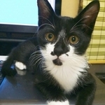 子猫時代のリョーマくん。あどけない表情がかわいすぎる（画像提供：コウさん）