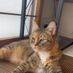 ししまるちゃんは女の子