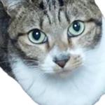 飼い主さんの隙を見て外へ出てしまったメス猫・ももちゃん