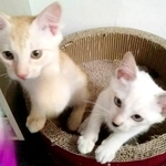 お迎え前、ゆづくん（左）と妹猫（右）。妹猫も里親さんの元へ旅立ちました（画像提供：高梨ゆづさん）