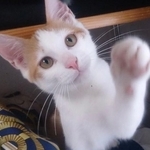 子猫時代、あどけない表情がキュートなチャコちゃん（画像提供：チャコママさん）