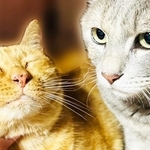 関西エリアの緑に囲まれたお家に現れた茶々（左）とコタツ（右）