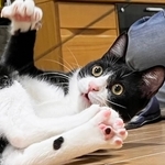 明るく活発なイケメンニャンコ、はる丸くん