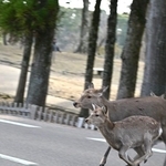 シカが道路に飛び出してくることもある（川地さん提供）