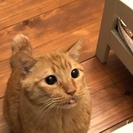 3年前に虹の橋を渡った愛猫…最期は食べられるものを食べさせたいという気持ちをXで発信した飼い主さん（飼い主さん提供）