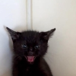 保護した翌日、シャーと威嚇する黒猫(hinataboccoさん提供、Xよりキャプチャ撮影)