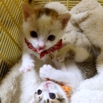 子猫時代、じゃれあうリコちゃん（上）とマロちゃん（下）（画像提供：ちんぴょろ君さん）