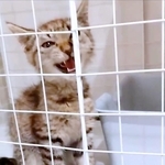 子猫時代、ケージの中でニャアと鳴く神威ちゃん（画像提供：かむいにゃんさん）