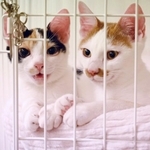 子猫時代、ケージのなかで仲良く過ごすニケちゃん（左）とポッケちゃん（右）（画像提供：ポッケとニケさん）