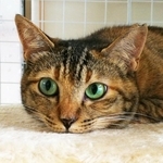 グリーンの瞳が素敵なしまちゃん（画像提供：hanaさん）