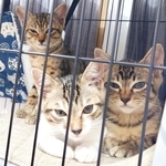 お迎え当初、ケージのなかから飼い主さんを見つめるふうちゃん、らいちゃん、ぼんちゃん（画像提供：ふうらいぼんさん）