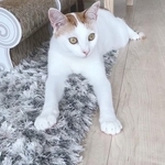 愛猫の模様について「残念」と言われたことがあるとつぶやいた飼い主の投稿がXで話題に（飼い主の「菅田ホタテ」さん提供）