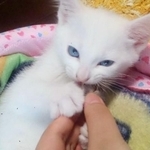 子猫時代、小さく愛らしいカレンちゃん（画像提供：チャコママさん）