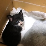 お迎え当時の小さなテテくん（画像提供：たなおかｻﾝさん）