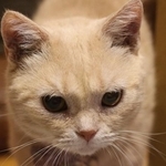 虹の橋を渡った元繁殖猫。長年、。出産を繰り返すうちに腸にダメージを受けて下痢に苦しんできたという（飼い主の「ぽんちゃん」さん提供）